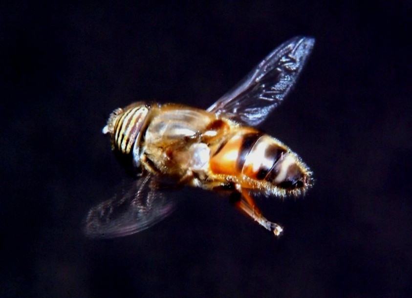 Volo libero e altri insetti